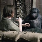 1 Dawn-Of-The-Planet-Of-The-Apes